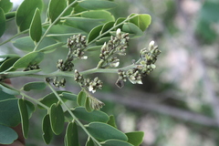 Dalbergia paniculata